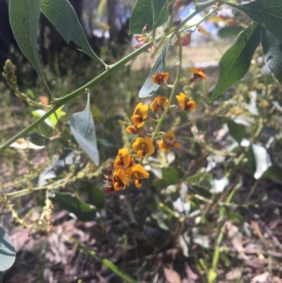 Daviesia latifolia (Hop Bitter-Pea) at Wodonga - 29 Oct 2020 by Alburyconservationcompany