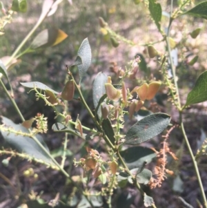 Daviesia latifolia at Baranduda, VIC - 29 Oct 2020