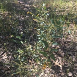 Daviesia latifolia at Baranduda, VIC - 29 Oct 2020