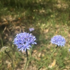 Brunonia australis (Blue Pincushion) at Wodonga - 29 Oct 2020 by Alburyconservationcompany