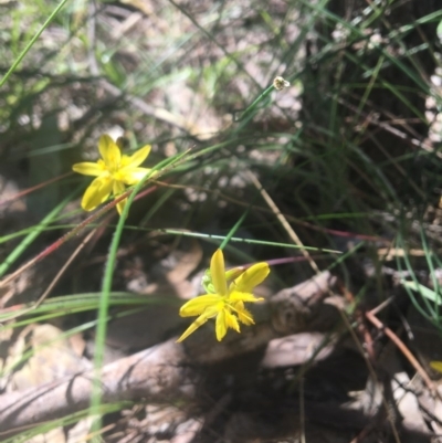 Tricoryne elatior (Yellow Rush Lily) at Wodonga - 29 Oct 2020 by Alburyconservationcompany