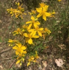 Hypericum perforatum (St John's Wort) at Baranduda, VIC - 29 Oct 2020 by Alburyconservationcompany