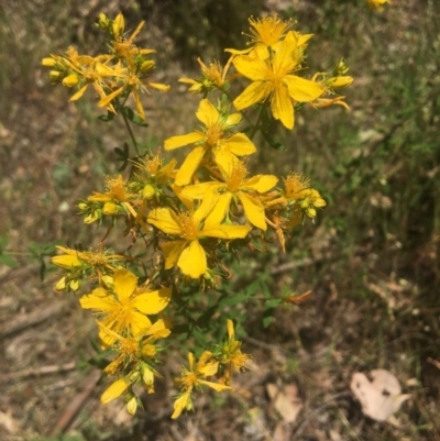 Hypericum perforatum (St John's Wort) at Wodonga - 29 Oct 2020 by Alburyconservationcompany