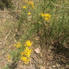 Hypericum perforatum at Baranduda, VIC - 29 Oct 2020