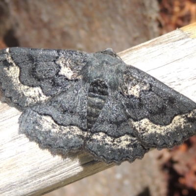 Melanodes anthracitaria (Black Geometrid) at Conder, ACT - 16 Oct 2020 by MichaelBedingfield