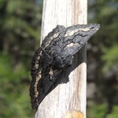 Melanodes anthracitaria at Conder, ACT - 16 Oct 2020