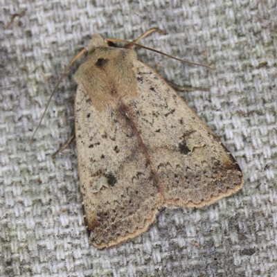 Diarsia intermixta (Chevron Cutworm, Orange Peel Moth.) at O'Connor, ACT - 14 Oct 2020 by ibaird