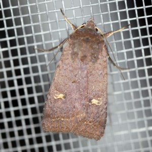 Diarsia intermixta at O'Connor, ACT - 14 Oct 2020