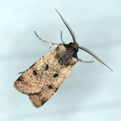 Agrotis porphyricollis (Variable Cutworm) at O'Connor, ACT - 18 Oct 2020 by ibaird