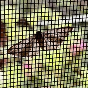 Geometridae (family) ADULT at Aranda, ACT - 25 Oct 2020