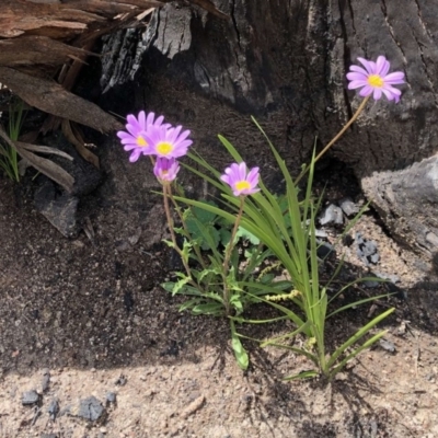 Calotis scabiosifolia var. integrifolia (Rough Burr-daisy) at Namadgi National Park - 28 Oct 2020 by KMcCue