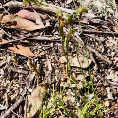 Oligochaetochilus aciculiformis (Needle-point rustyhood) at Namadgi National Park - 28 Oct 2020 by KMcCue