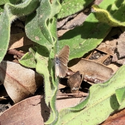 Zizina otis (Common Grass-Blue) at Namadgi National Park - 28 Oct 2020 by KMcCue