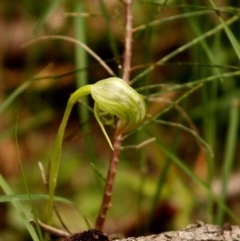 Pterostylis nutans (Nodding Greenhood) at Woodlands - 27 Oct 2020 by Snowflake