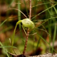 Pterostylis nutans (Nodding Greenhood) at Wingecarribee Local Government Area - 27 Oct 2020 by Snowflake