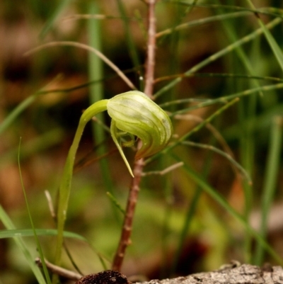 Pterostylis nutans (Nodding Greenhood) at Wingecarribee Local Government Area - 27 Oct 2020 by Snowflake