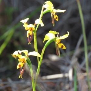 Diuris sulphurea at Coree, ACT - suppressed