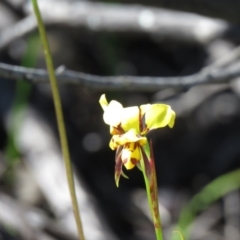 Diuris sulphurea at Coree, ACT - suppressed