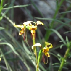 Diuris sulphurea at Coree, ACT - suppressed