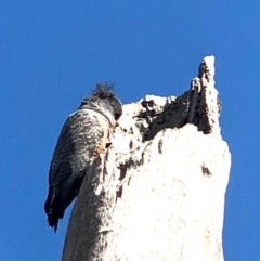 Callocephalon fimbriatum (Gang-gang Cockatoo) at Bruce Ridge to Gossan Hill - 28 Oct 2020 by goyenjudy