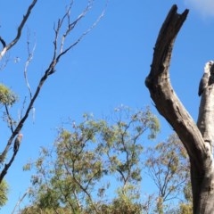 Callocephalon fimbriatum at Gossan Hill - suppressed