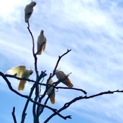 Cacatua galerita (Sulphur-crested Cockatoo) at Bruce Ridge to Gossan Hill - 28 Oct 2020 by goyenjudy