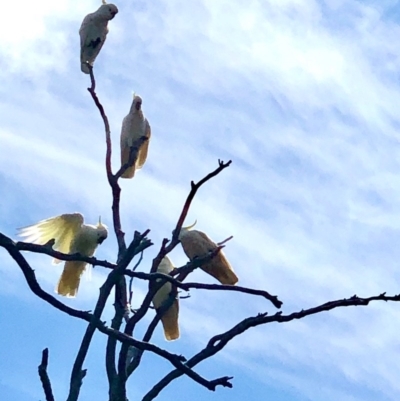 Cacatua galerita (Sulphur-crested Cockatoo) at Bruce Ridge to Gossan Hill - 28 Oct 2020 by goyenjudy