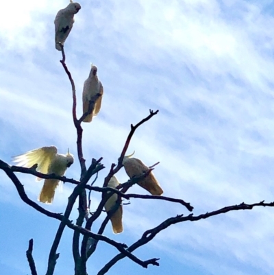 Cacatua galerita (Sulphur-crested Cockatoo) at Bruce, ACT - 28 Oct 2020 by goyenjudy