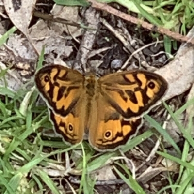 Heteronympha merope (Common Brown Butterfly) at Black Range, NSW - 29 Oct 2020 by StephH