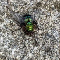 Rutilia (Chrysorutilia) formosa (A Bristle fly) at Black Range, NSW - 29 Oct 2020 by Steph H