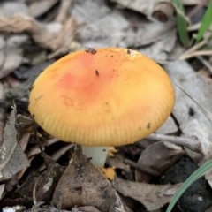 Amanita xanthocephala (Vermilion grisette) at Black Range, NSW - 29 Oct 2020 by Steph H