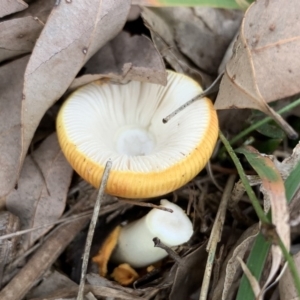 Amanita xanthocephala at Black Range, NSW - 29 Oct 2020