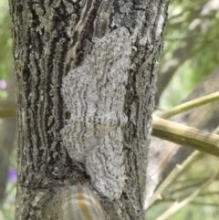 Phelotis cognata (Long-fringed Bark Moth) at Theodore, ACT - 29 Oct 2020 by owenh