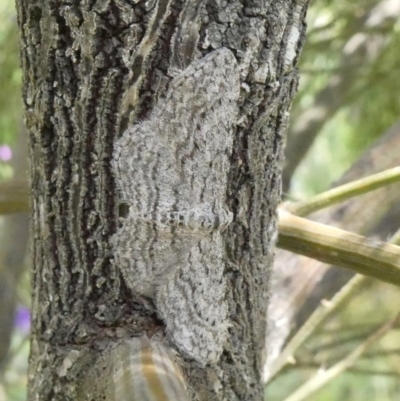 Phelotis cognata (Long-fringed Bark Moth) at Tuggeranong Hill - 29 Oct 2020 by Owen