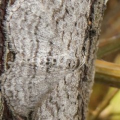 Phelotis cognata at Theodore, ACT - 29 Oct 2020