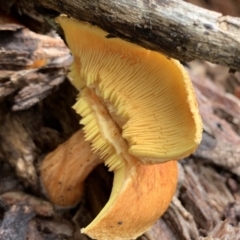 Gymnopilus junonius at Black Range, NSW - 29 Oct 2020