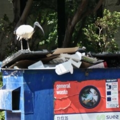 Threskiornis molucca (Australian White Ibis) at Yerrabi Pond - 29 Oct 2020 by TrishGungahlin