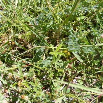 Cullen tenax (Tough Scurf-Pea) at Uriarra Village, ACT - 29 Oct 2020 by MichaelMulvaney