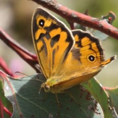 Heteronympha merope (Common Brown Butterfly) at Woodstock Nature Reserve - 29 Oct 2020 by Christine