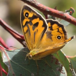 Heteronympha merope at Holt, ACT - 29 Oct 2020