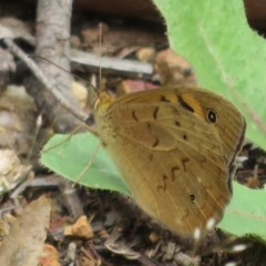 Heteronympha merope at Holt, ACT - 29 Oct 2020