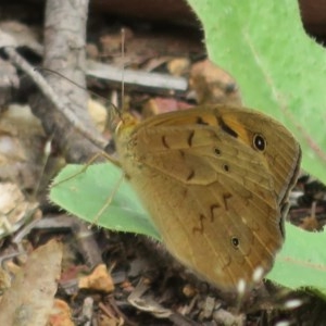 Heteronympha merope at Holt, ACT - 29 Oct 2020