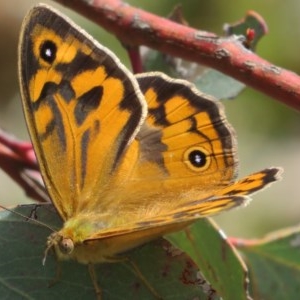 Heteronympha merope at Holt, ACT - 29 Oct 2020 12:13 PM