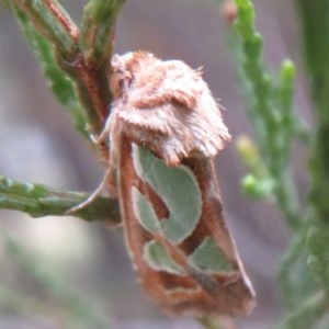 Cosmodes elegans at Holt, ACT - 29 Oct 2020