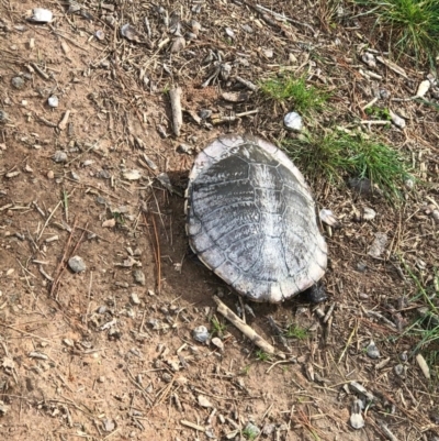Chelodina longicollis (Eastern Long-necked Turtle) at Murrumbateman, NSW - 8 Sep 2020 by Tapirlord
