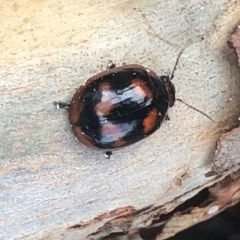 Paropsisterna beata at Murrumbateman, NSW - 9 May 2020