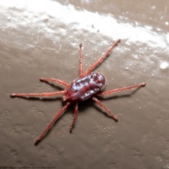 Rainbowia sp. (genus) (A mite) at Acton, ACT - 28 Oct 2020 by Roger