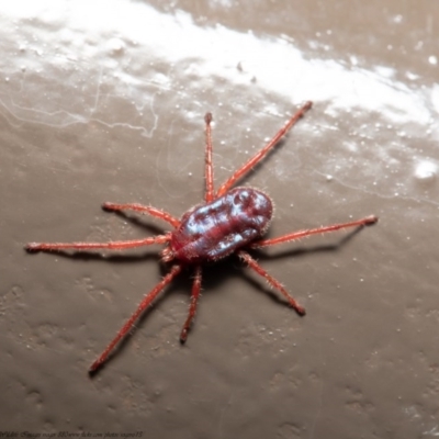 Rainbowia sp. (genus) (A mite) at Acton, ACT - 28 Oct 2020 by Roger