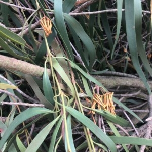 Amyema pendula subsp. pendula at Murrumbateman, NSW - 9 May 2020