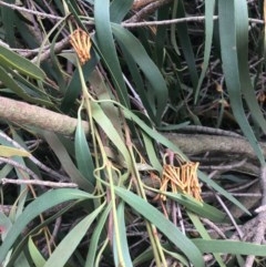 Amyema pendula subsp. pendula (Drooping Mistletoe) at Murrumbateman, NSW - 9 May 2020 by Tapirlord